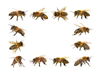 group of bee or honeybee on white background, honey bees