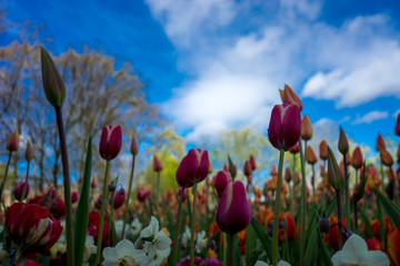 Fototapeta premium Colourful tulip flowers with beautiful background on a bright summer day