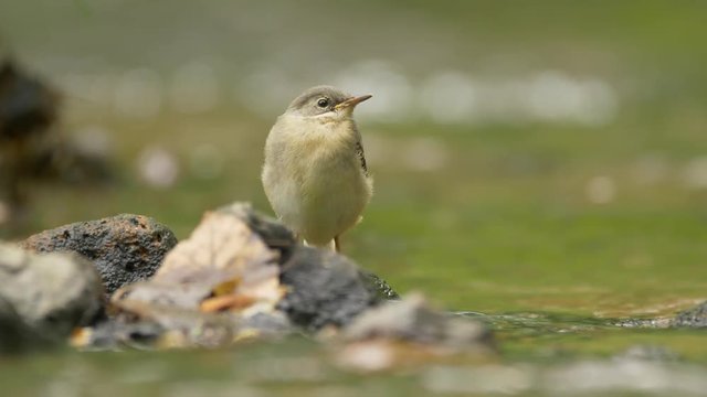 Grey wagtail chick - ungraded footage