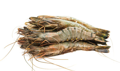 fresh shrimp isolated