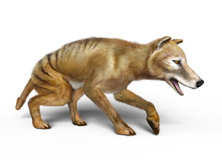 フクロオオカミ