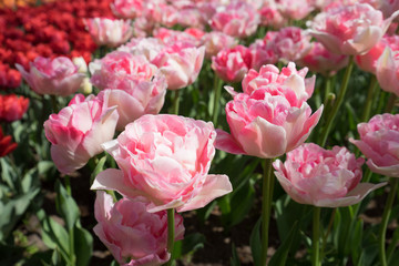 Colourful tulip flowers with beautiful background on a bright summer day
