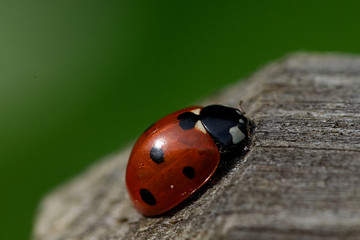 Macro close up of ladybird beetle on wooden post in late summer