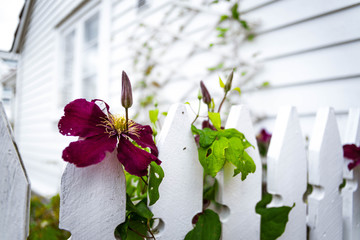 Clematis in the fence