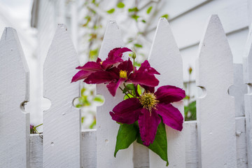 Clematis on the fence