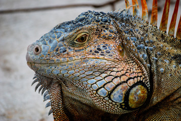 Iguana 01