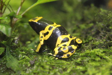 Grenouille jaune
