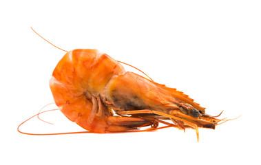 Boiled shrimp isolated