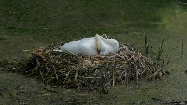 Mute swan (Cygnus olor) in nest - ungraded footage