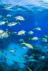Fototapeta na wymiar A school of horse eyed jacks slowly swim underneath a dive boat through the tropical warm waters of the Caribbean sea. In the Cayman Islands, sightings of many silver fish underwater are common.