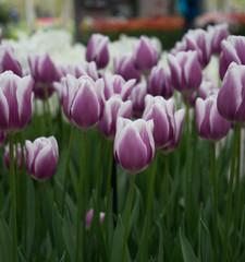 Fototapeta premium Colourful tulip flowers with beautiful background on a bright summer day