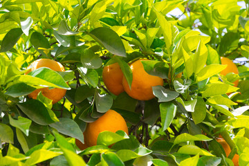 oranges on tree