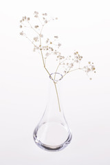 Transparent vase with a dry flower. The background is white.
