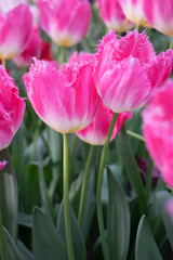 Colourful tulip flowers with beautiful background on a bright summer day