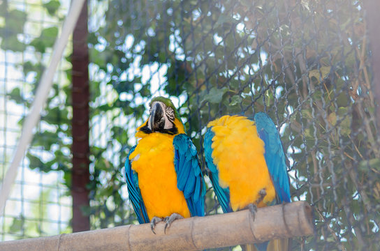 Two parrots at the zoo
