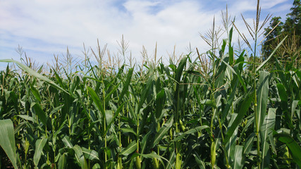 トウモロコシ畑