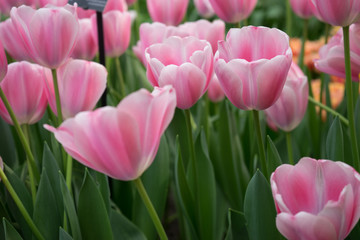 Colourful tulip flowers with beautiful background on a bright summer day