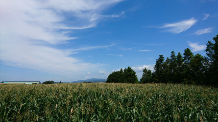 トウモロコシ畑