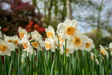 Colourful daffodil flowers with beautiful background on a bright summer day