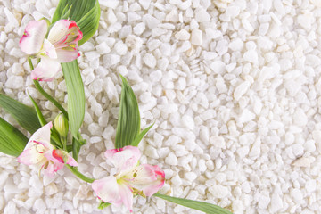 Flowers of anthromeria on a background of white pebbles