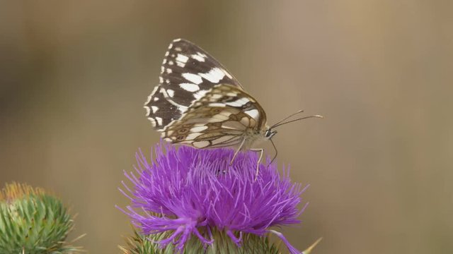 Marbled white butterfly (Melanargia galathea) - ungraded footage