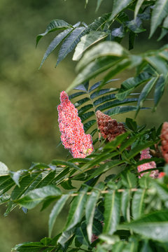 Arbuste appel&eacute; Sumac en fleur dans un jardin du d&eacute;partement du Pas-de-Calais en France