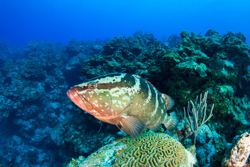 A nassau grouper enjoys his habitat on the reef in the tropical waters of Little Cayman. These fish provide an invaluable part of the ecosystem and keep populations of other species under control