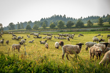 Obraz premium Schafherde