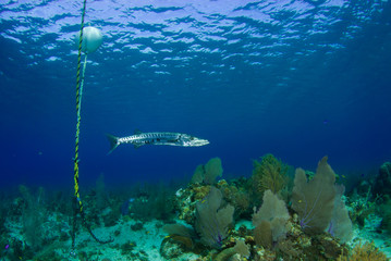 A menacing giant barracuda patrols the water at the bottom of a boat mooring underneath a dive boat. The long silver fish is a fierce underwater predator and uses large teeth to crush its prey