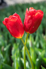 Colourful red tulip flowers with beautiful background on a bright summer day, tulip couple