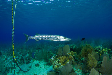 Fototapeta premium A menacing giant barracuda patrols the water at the bottom of a boat mooring underneath a dive boat. The long silver fish is a fierce underwater predator and uses large teeth to crush its prey