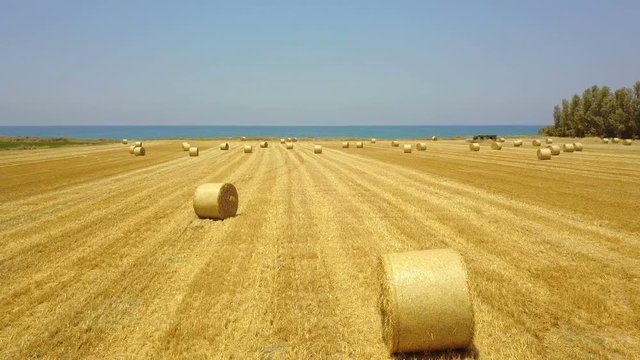 Yellow field with round sheaves of hay. Harvest