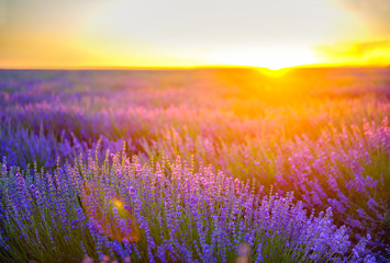Fototapeta na wymiar lavender field on a sunset