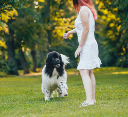 Naklejka na ściany i meble Newfoundland dog plays with man and woman in the park
