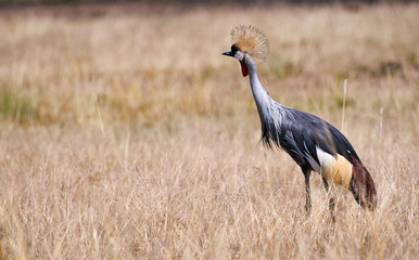 Grey crowned crane