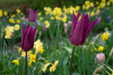 Obraz premium Colourful tulip flowers with beautiful background on a bright summer day