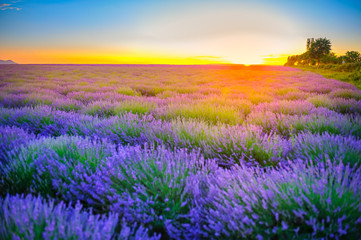 fields of the blossoming lavender on a sunset, bright saturated flowers in beams setting the sun