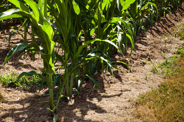 Cornstalks growing in a cornfield