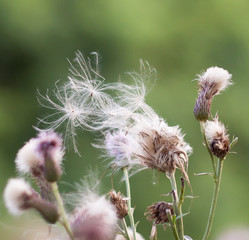 Thistle weed pods blowing away