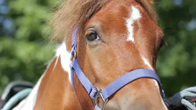 A horse looking at the camera. Portrait of a spotted horse. close-up