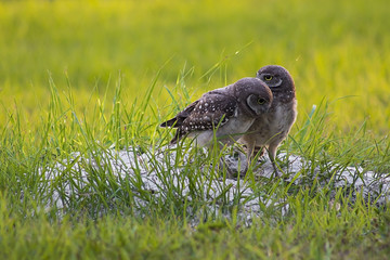 Burrowing owl