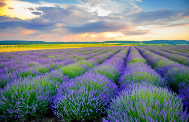 Plakat fields of the blossoming lavender on a sunset, bright saturated flowers