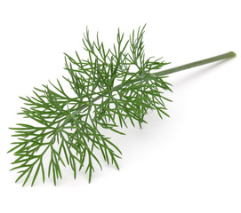Close up shot of branch of fresh green dill herb leaves isolated on white background