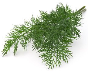 Fototapeta premium Close up shot of branch of fresh green dill herb leaves isolated on white background