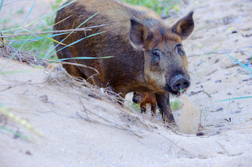 Fototapeta premium wild boar in search of food, animals in the wild nature