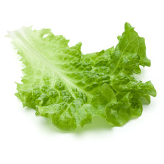 fresh green lettuce salad leaves isolated on white background