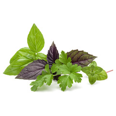 Fresh herb leaves variety isolated on white background. Purple dark opal basil, sweet basil,...