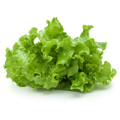 fresh green lettuce salad leaves isolated on white background