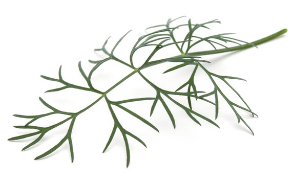 Close up shot of branch of fresh green dill herb leaves isolated on white background