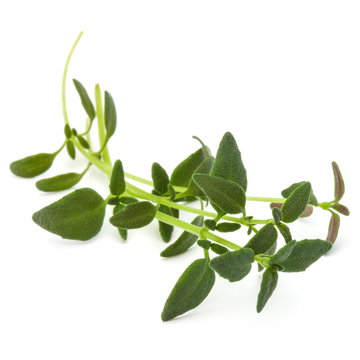 Thyme fresh herb isolated on white background